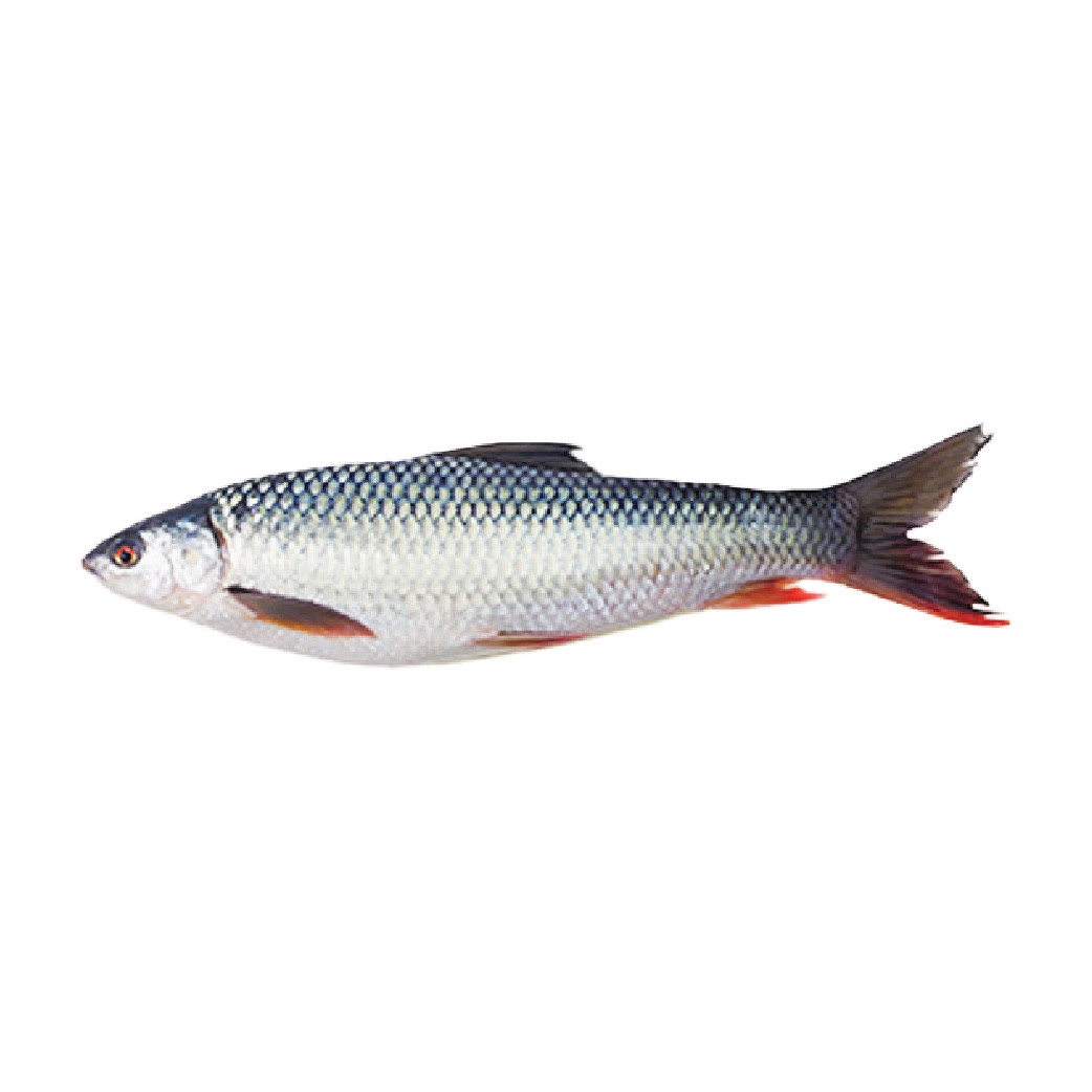 CFF Organic Mrigal Carp Fish 1.5-2 KG (350tk/KG)